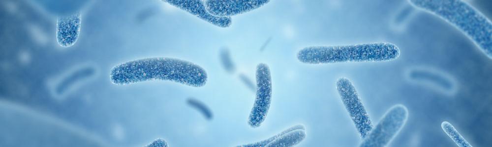 Legionella bacteria.