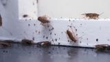Cockroaches.