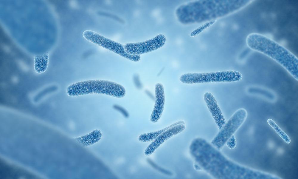 Legionella bacteria.