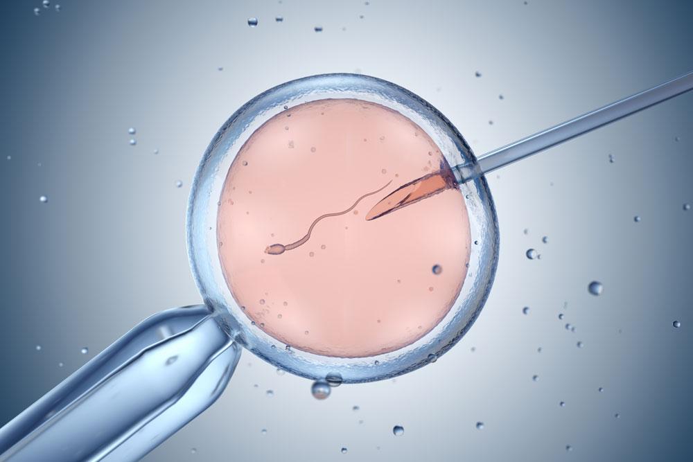 An embryo being inserted with sperm via IVF.