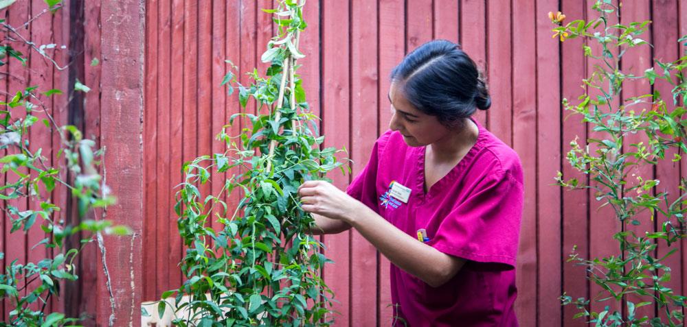 Nurse looking after a plant.