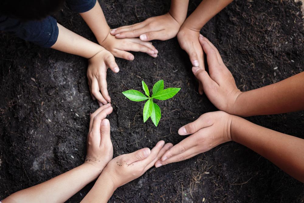 Hands surrounding a plant.