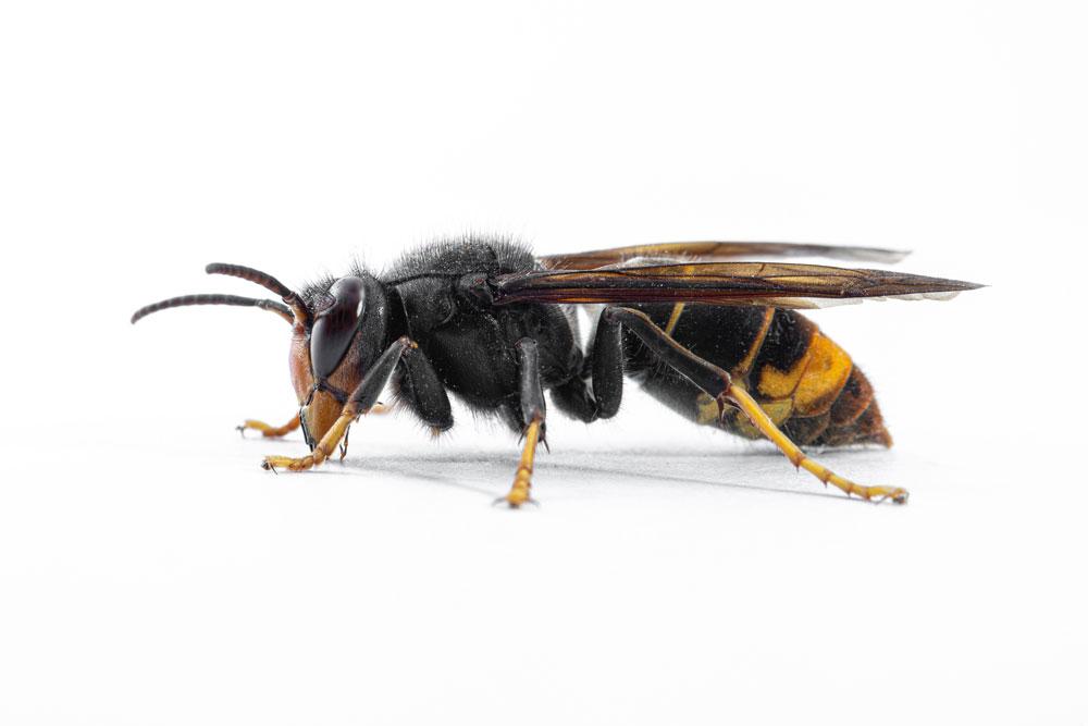 Yellow-legged hornet
